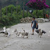 persiguiendo los gansos en ituango