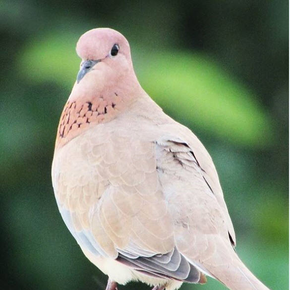 laughing dove facts