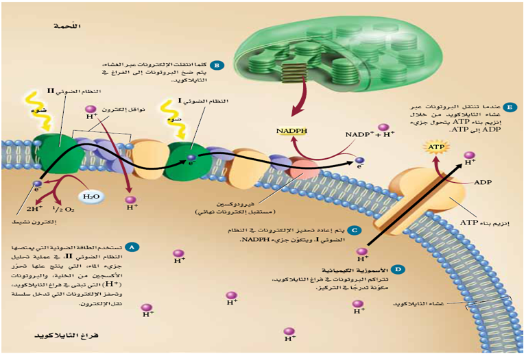 اي العمليات تنتج الطاقه في الخليه