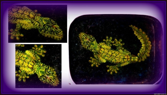 Объёмная живопись. Олеся Новик