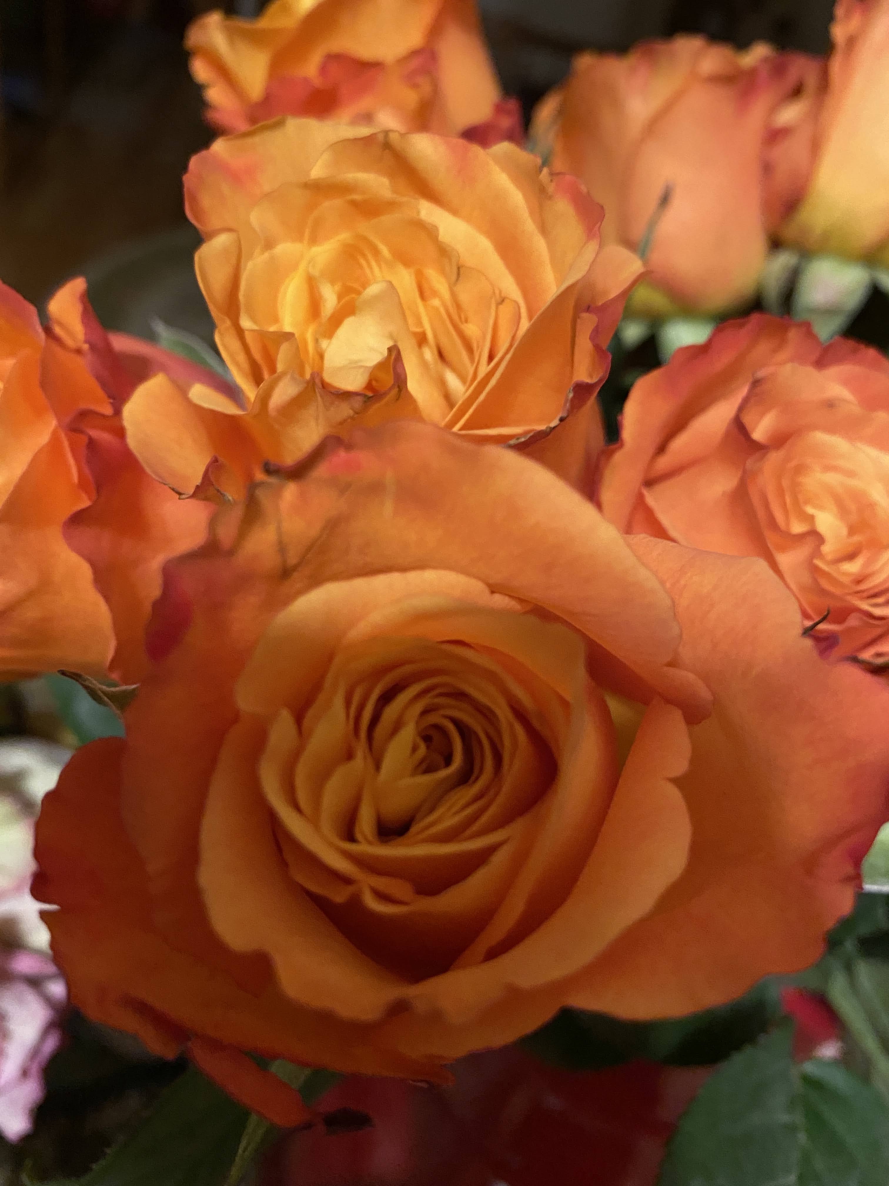 Sweetest Day Roses
