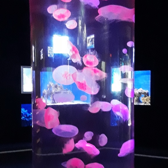 Neon coloured jelly fish at the Cape Town Aquarium