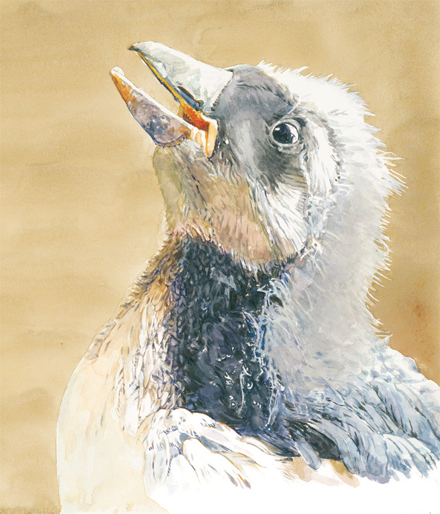 Momo celebrating time to read Puffling Patrol by Ted and Betsy Lewin