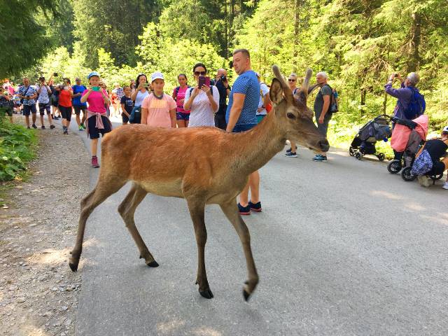 Jelonek na szlaku nad Morskie Oko