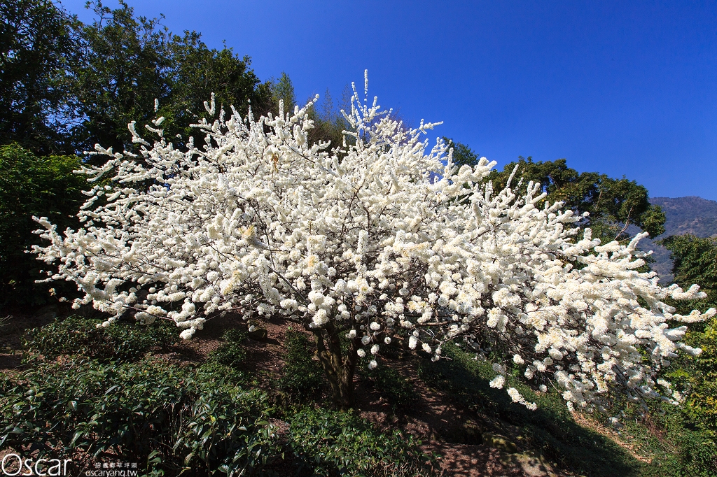 2014 南投信義草坪頭櫻花季 櫻花 桃花 李花