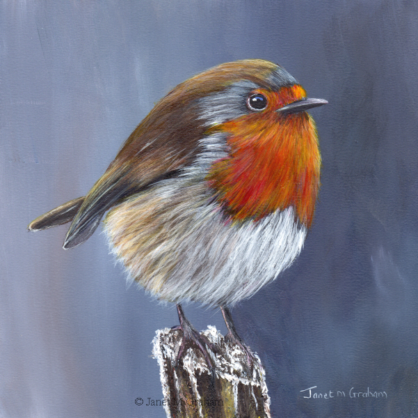 Janet M Graham's Painting Blog: Robin No 13 in acrylics