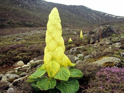 Bunga Rheum Nobile Dari India