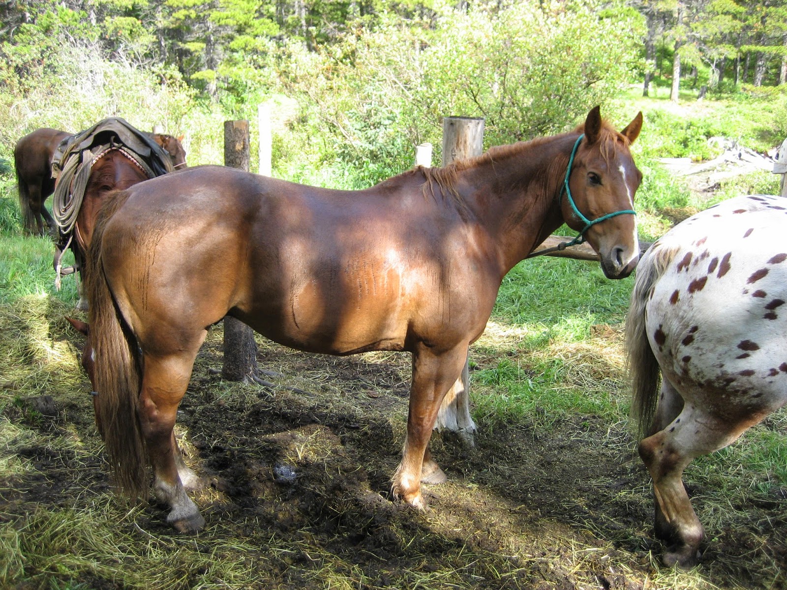Do Horses Neigh When They Run? Do horses eat birds?
