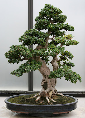 Bonsai Hokianti (Carmona retusa)