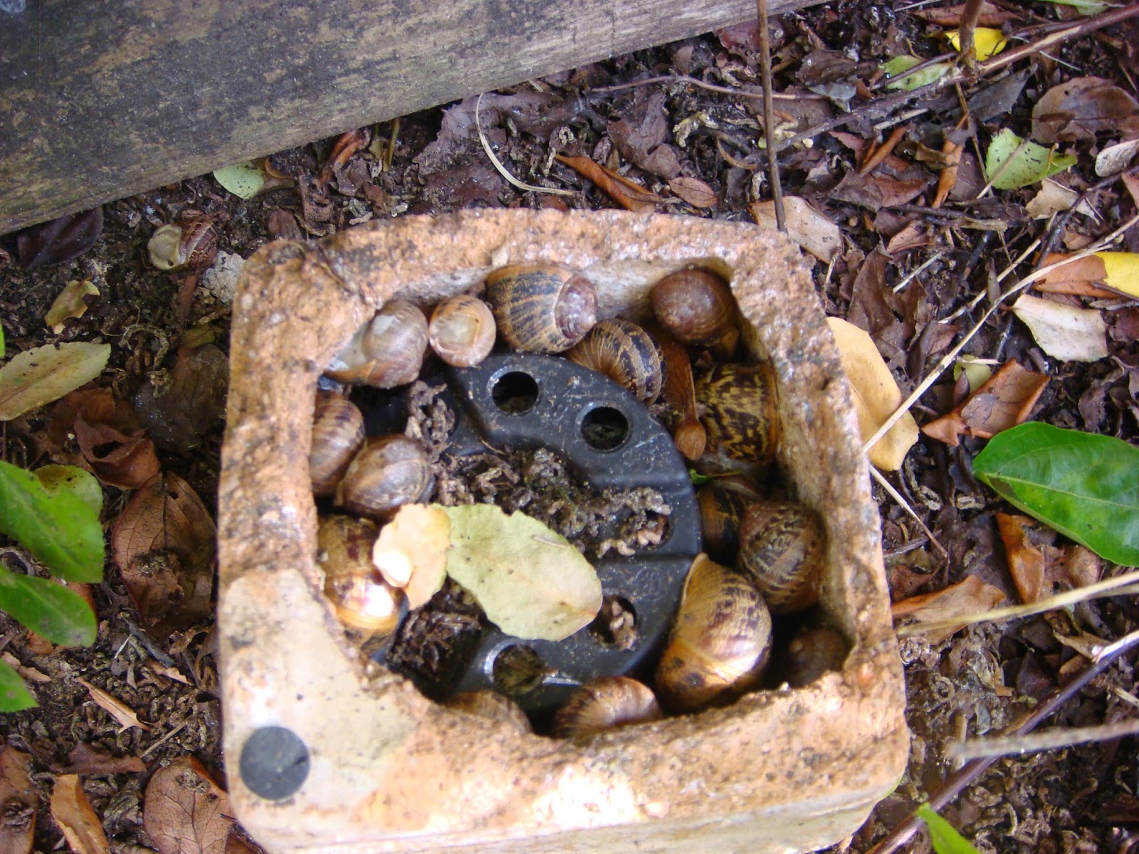 Veg patch from scratch Mindful meditation and snails