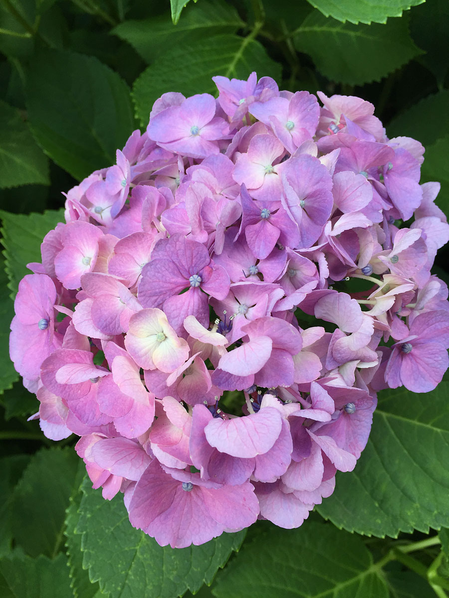 Annette's Creative Journey: Hydrangeas in Tokyo