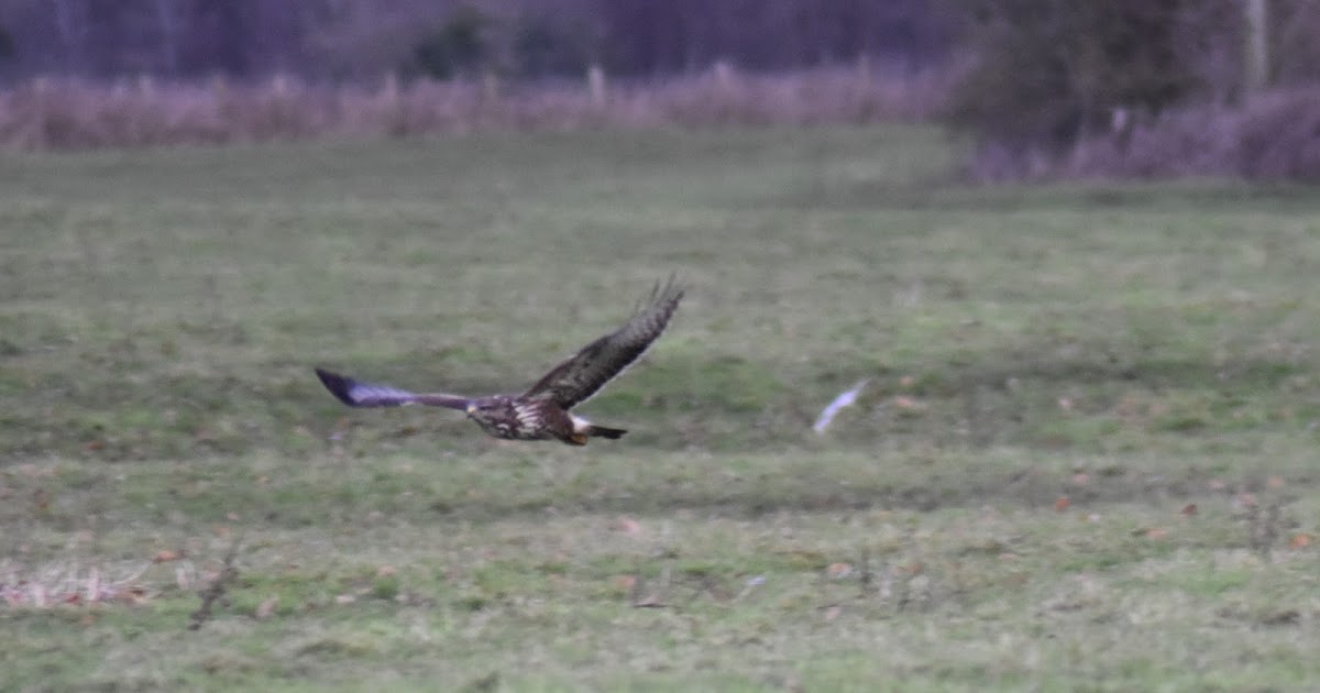 Buzzard