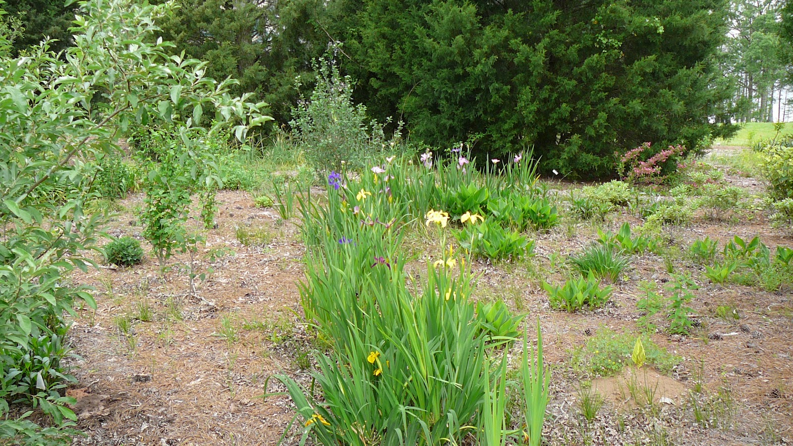 World of Irises LA Irises Blooming in Northwest Louisiana