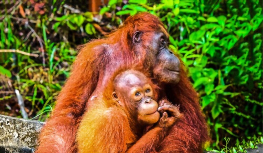 Orangutan: Most Amazing Monkeys