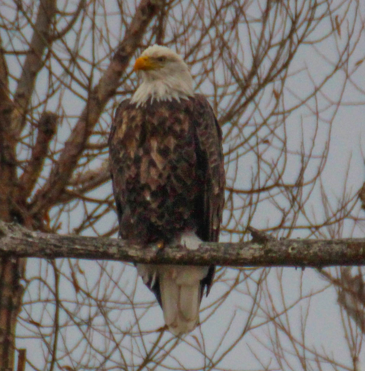 Cannundrums Bald Eagle Utah