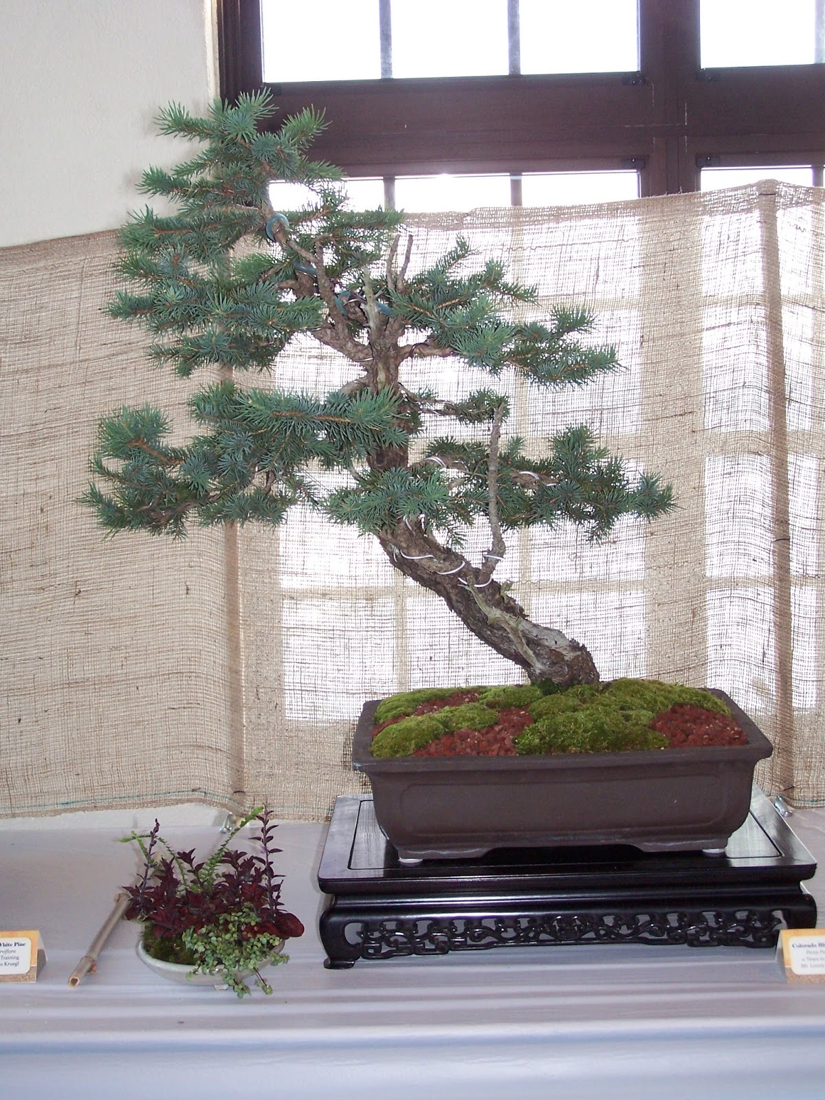 The Bonsai Society of South Jersey