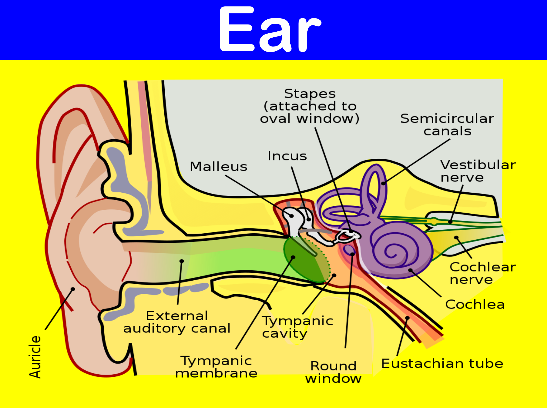 Ear Aesthesiology Anjani Mishra