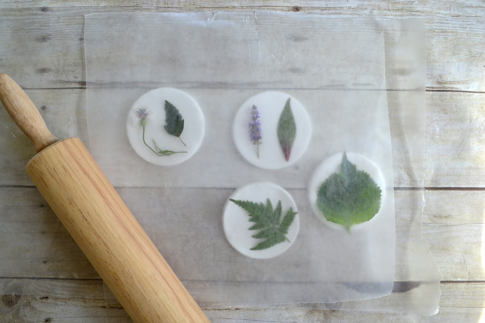Attic Lace Plant Printed Clay Coasters