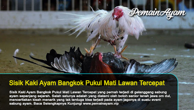 Sisik Kaki Ayam Bangkok Pembunuh Paling Cepat