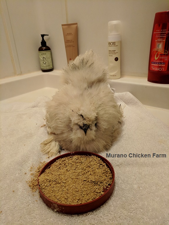 Caring for sick chickens the hospital cage Murano Chicken Farm