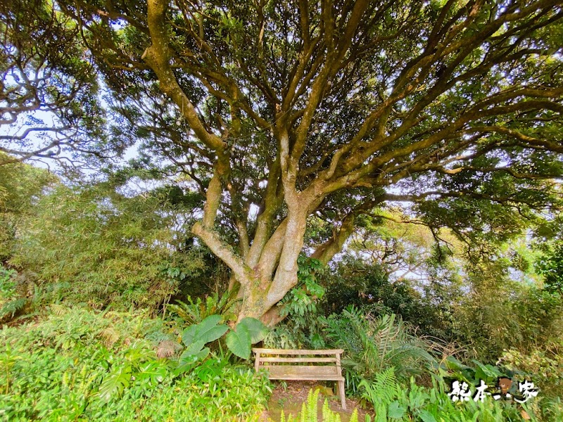 陽明山秘境景觀咖啡廳「山上聊」cafe森林系下午茶