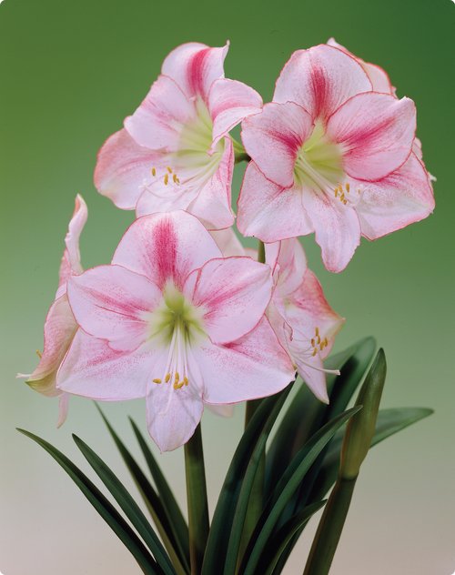 АМАРИЛЛИС (лат. Amaryllis)