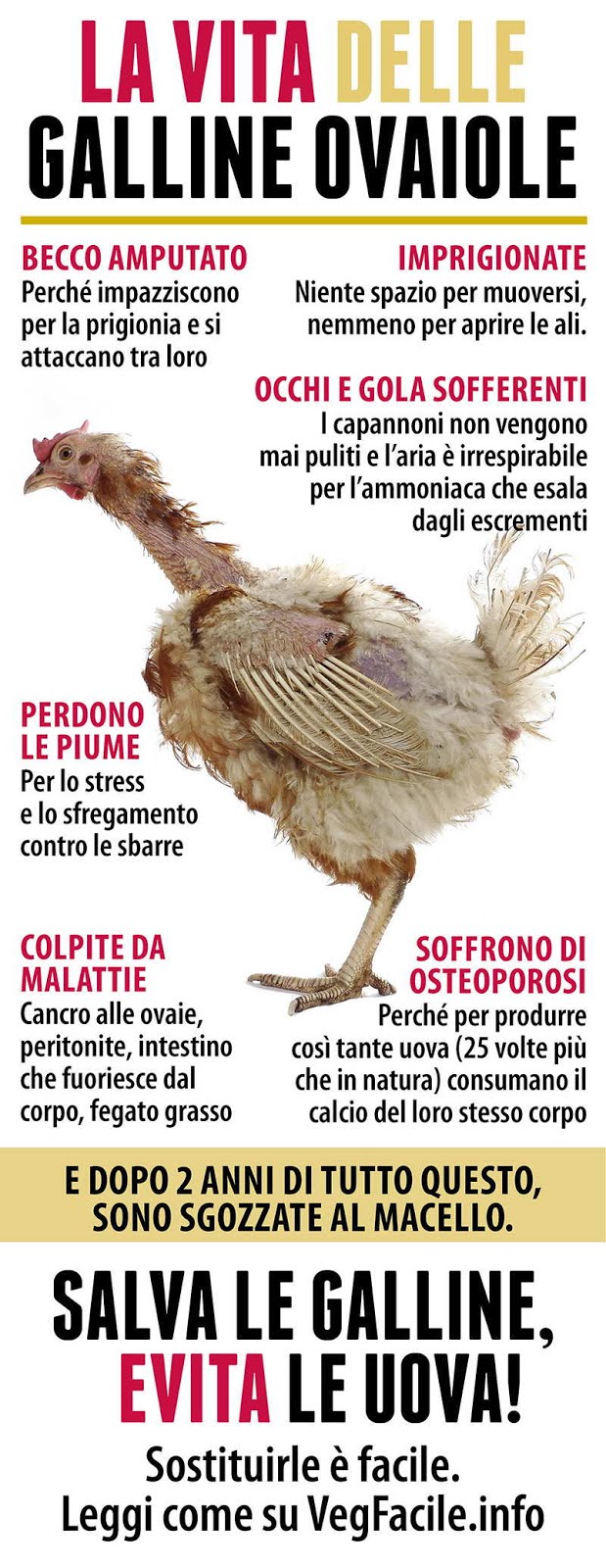 LA SOFFERENZA DELLA GALLINE OVAIOLE