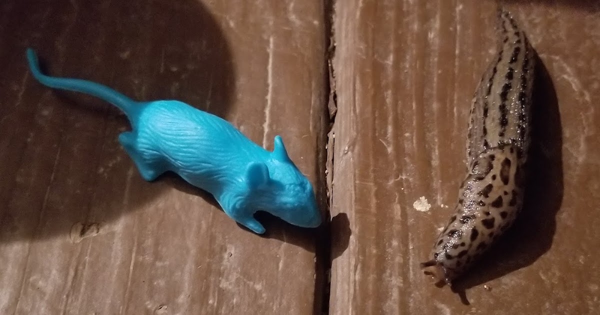 Springfield Plateau Leopard Slug