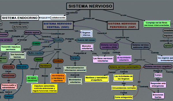 ejemplo tres de como hacer un mapa conceptual del sistema nervioso