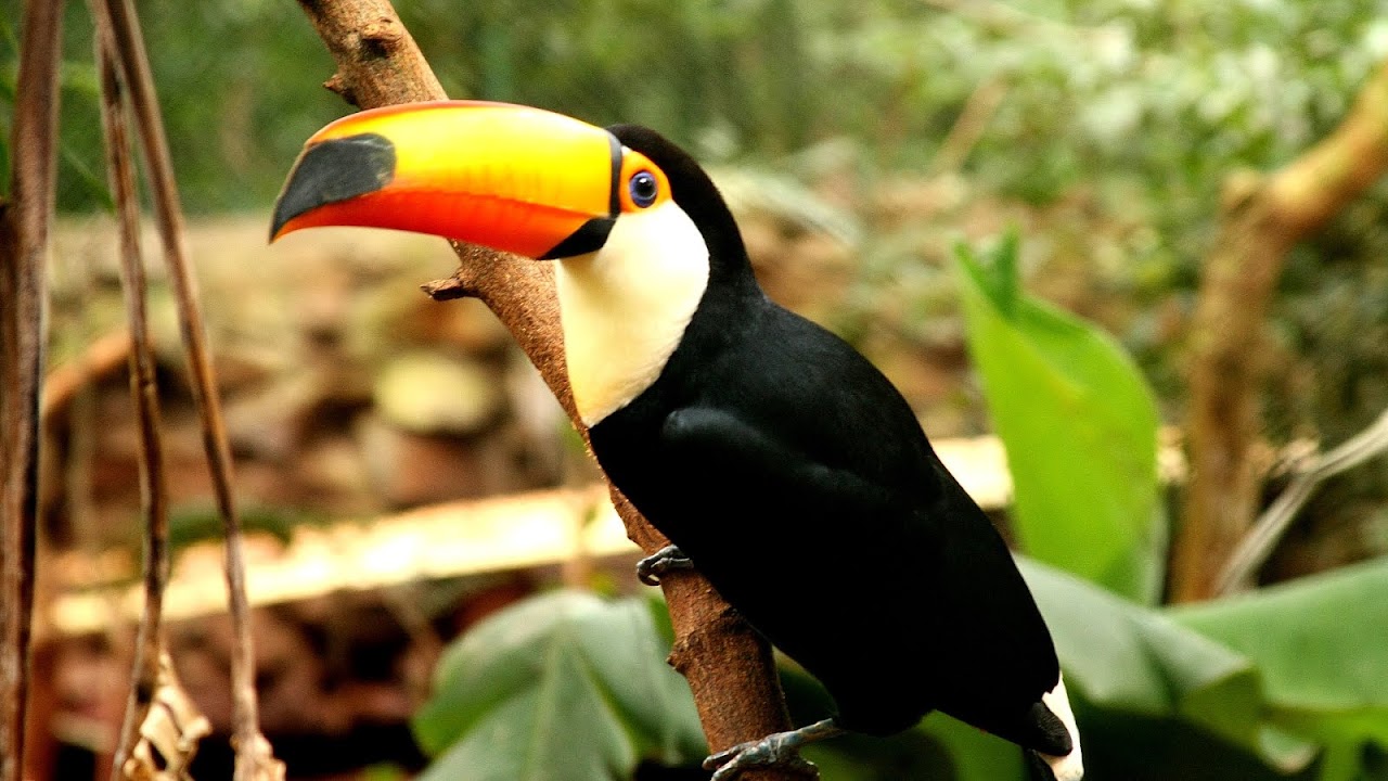 Endangered Animals Of The Amazon Rainforest