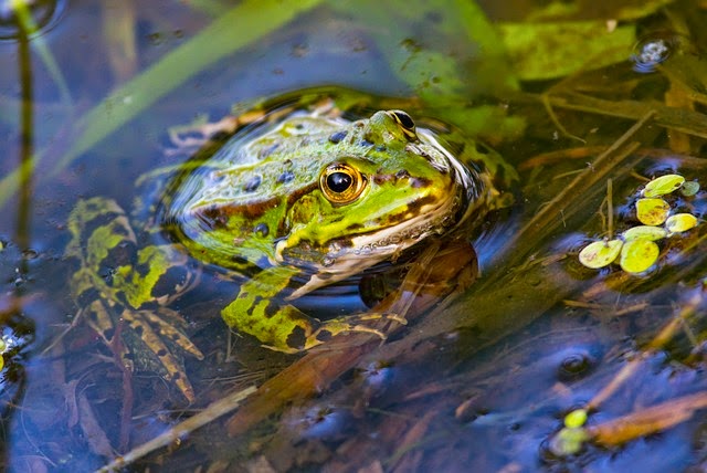 Green Frog Habitat