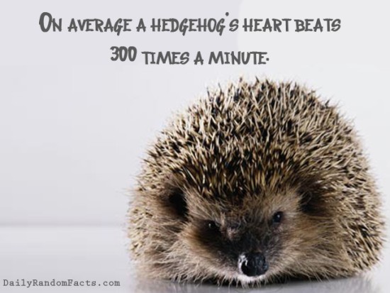 animal facts, facts about animals, interesting animal facts, hedgehogs fact