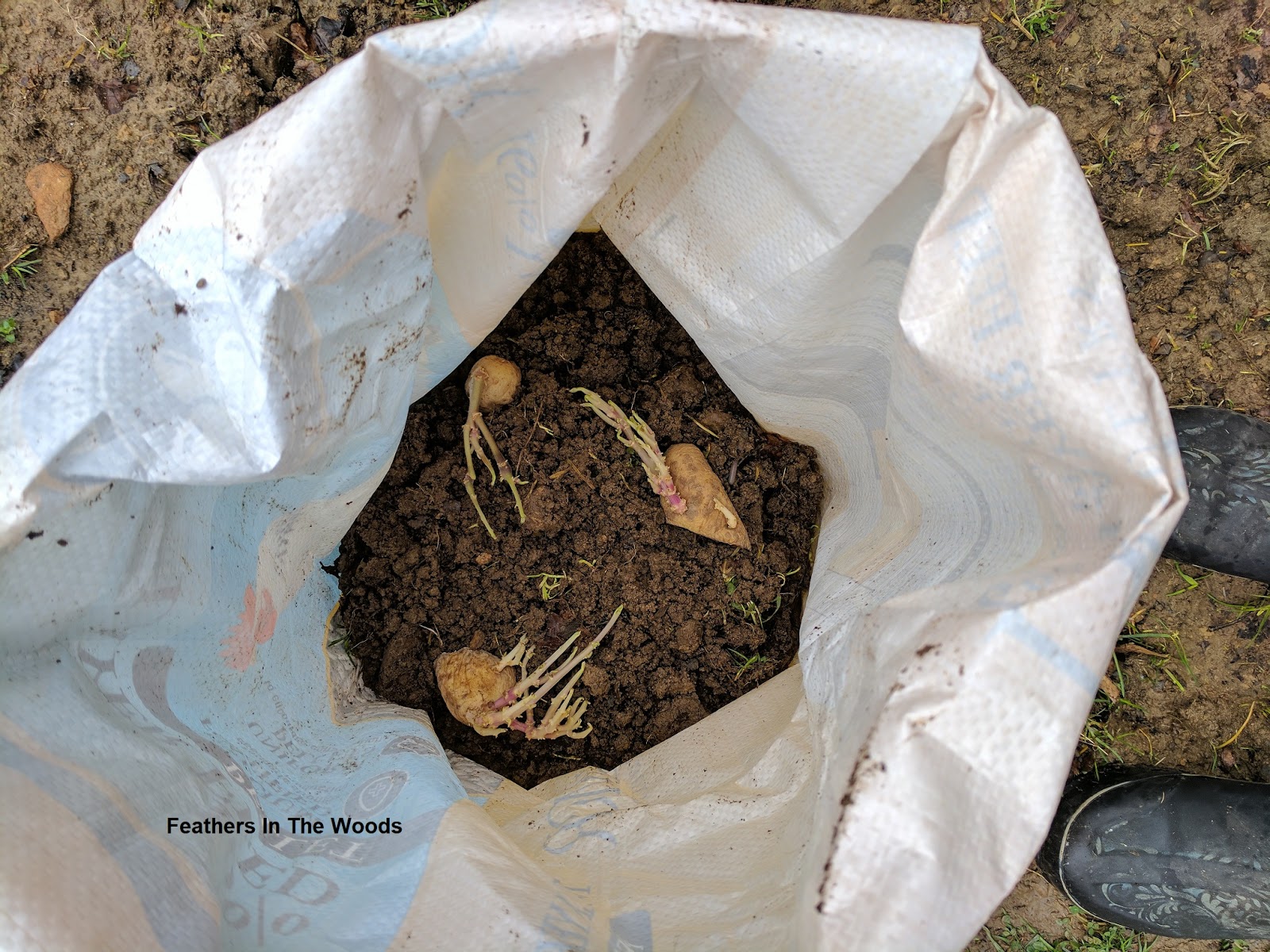 The easiest way to grow potatoes Feathers in the woods