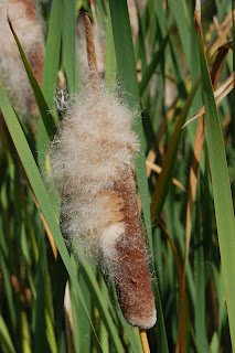 http://www.google.fr/imgres?imgurl=http%3A%2F%2Fdavisla3.files.wordpress.com%2F2012%2F09%2Ftypha-shuttleworthii-seed-head-08092012-kew-gardens-london.jpg&imgrefurl=https%3A%2F%2Fdavisla.wordpress.com%2F2012%2F09%2F11%2Fplant-of-the-week-typha-shuttleworthii%2F&h=3008&w=2000&tbnid=NOvFtKEirlb_KM%3A&docid=BcdpDCC9PZ9w6M&ei=oo4wVuPmLIqsa6u4jOgL&tbm=isch&iact=rc&uact=3&dur=1239&page=4&start=81&ndsp=34&ved=0CLoCEK0DMFVqFQoTCOO_yuPm5MgCFQrWGgodKxwDvQ