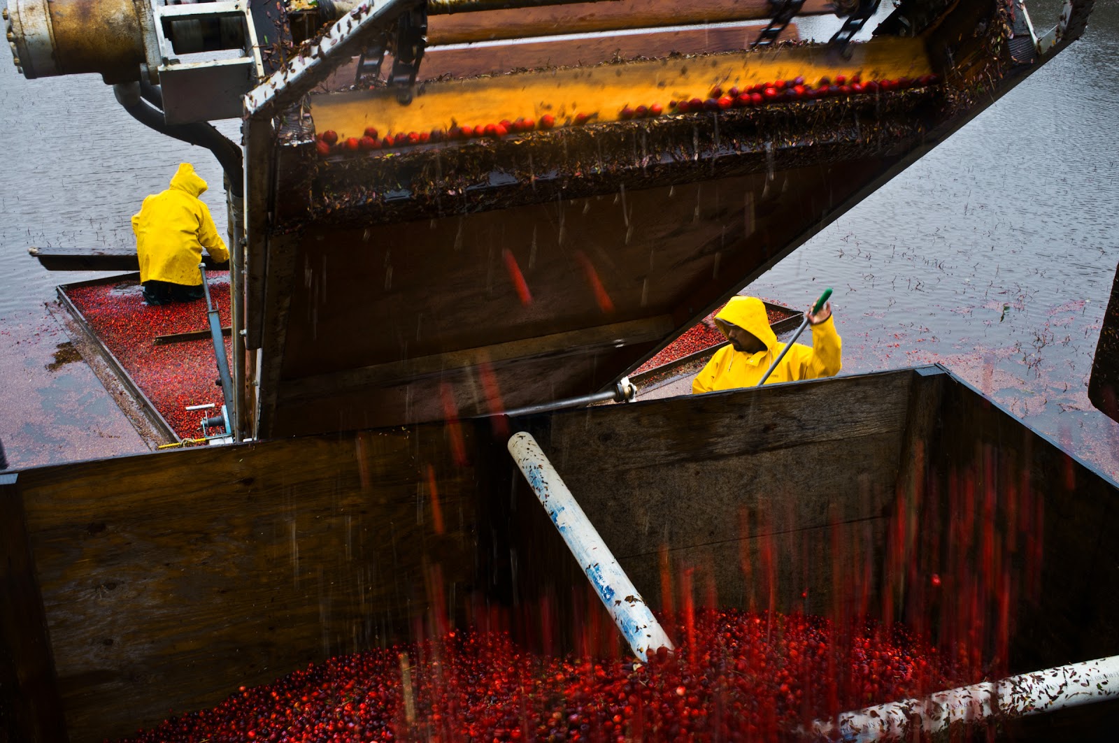 Picture Window photo blog Cranberries & Comets, Long Beach, Raymond, Wa.