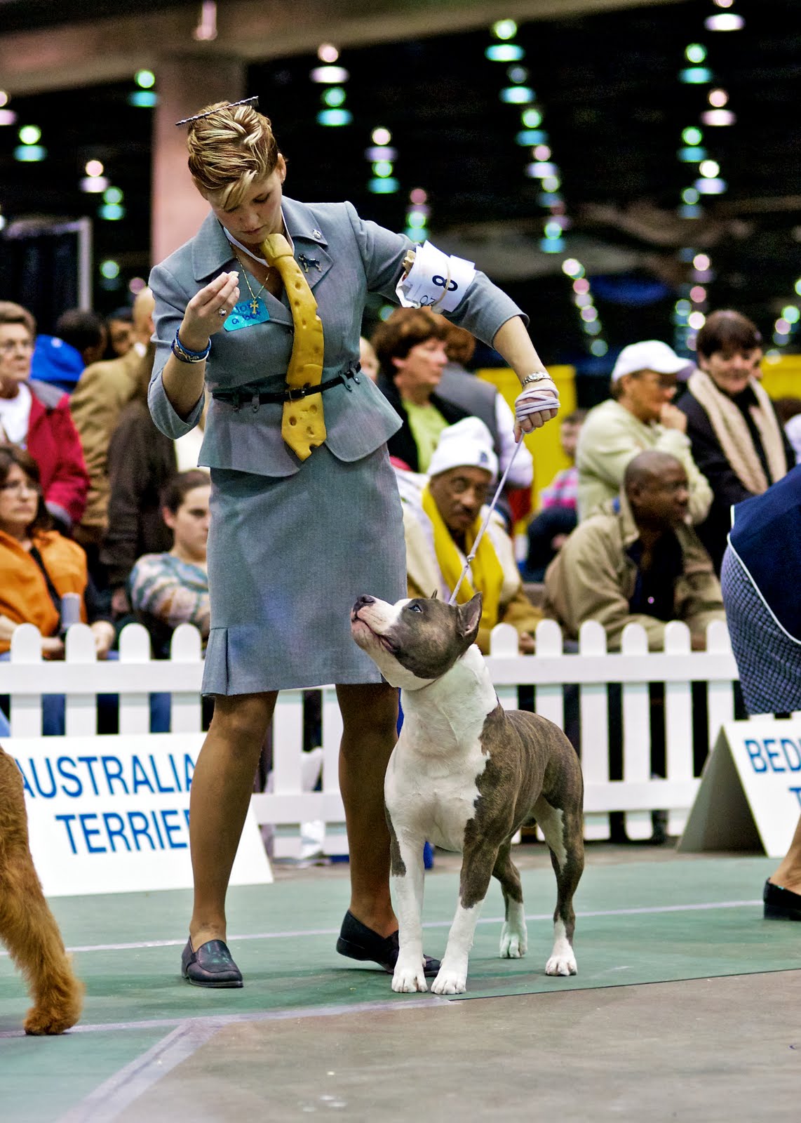 Andrew Potter Photo Blog The Detroit Kennel Club 2011 Benched Dog Shows & Obedience Trials