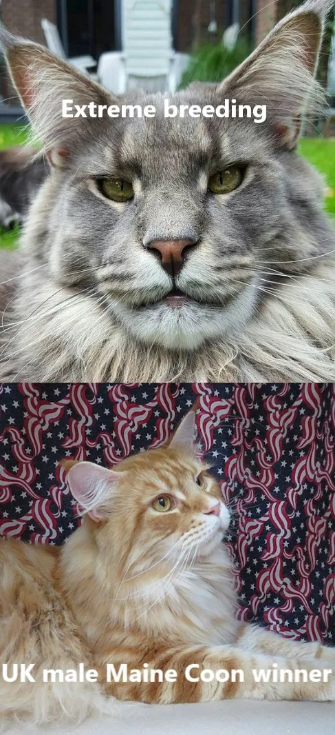 Comparison of extreme bred Maine Coon and UK version