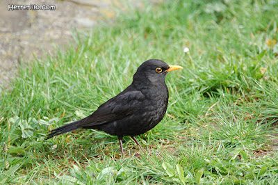 Merla (Turdus merula)