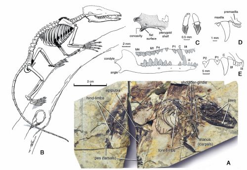 Sinodelphys skull and skeleton