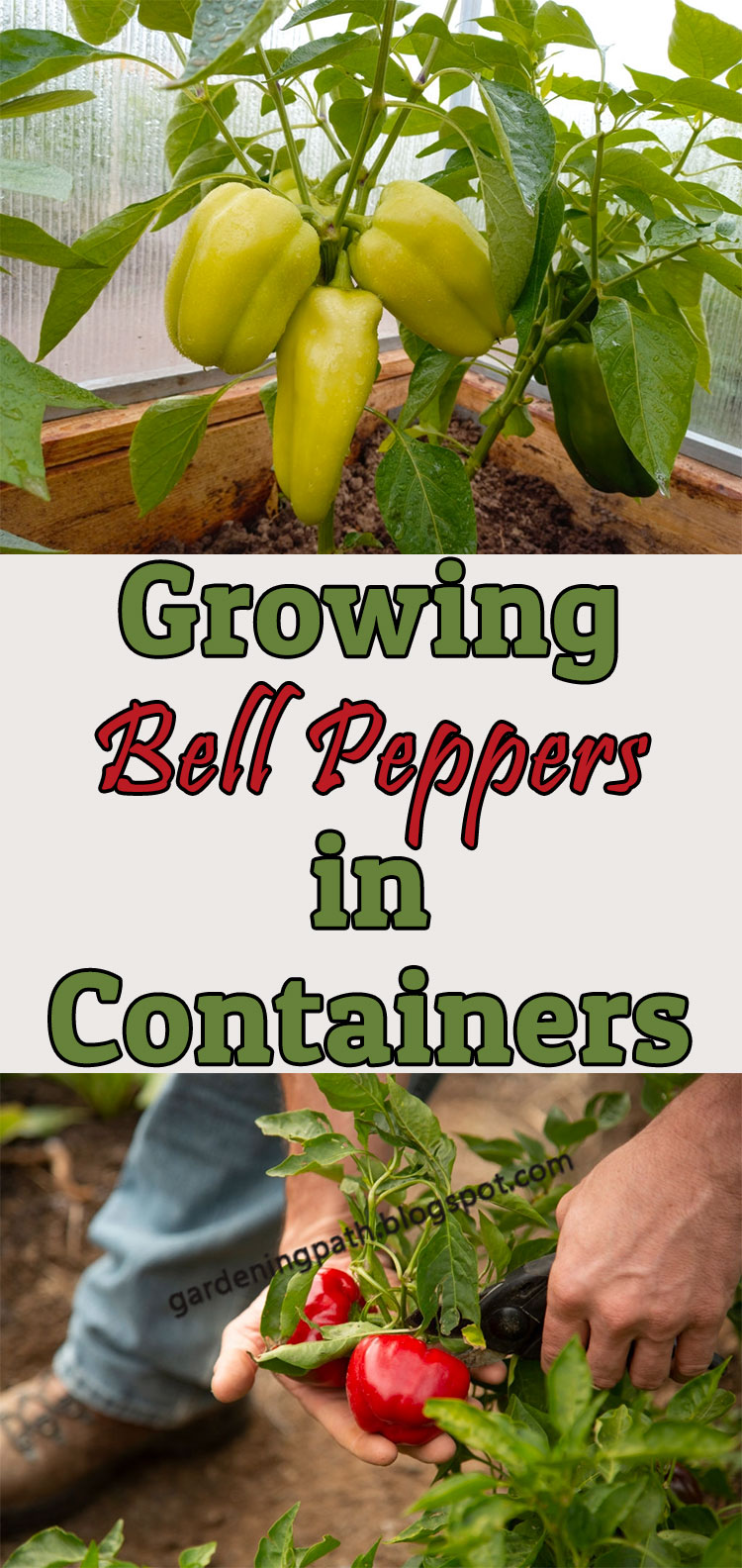Growing Bell Peppers in Pots Or Containers