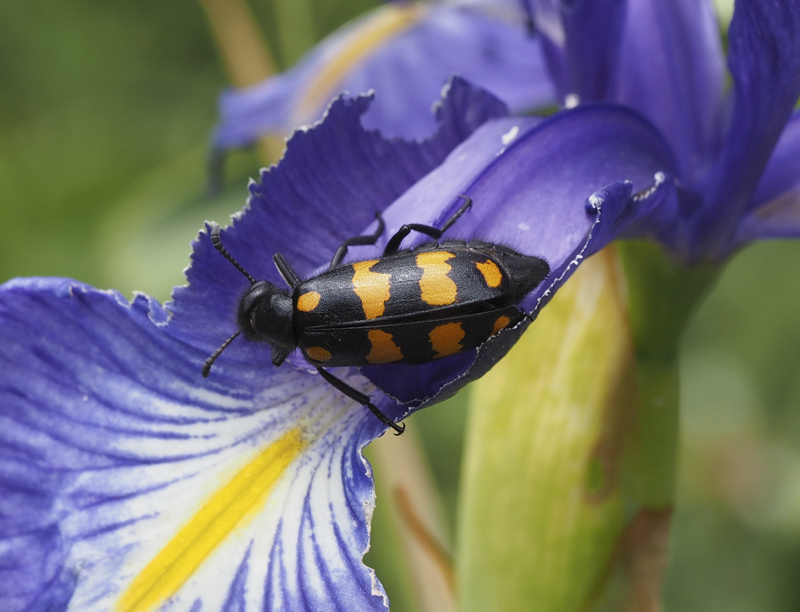 Paseos por la naturaleza Hycleus polymorphus