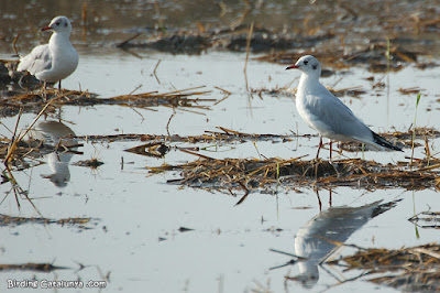 Gaviota reidora (Chroicocephalus ridibundus)