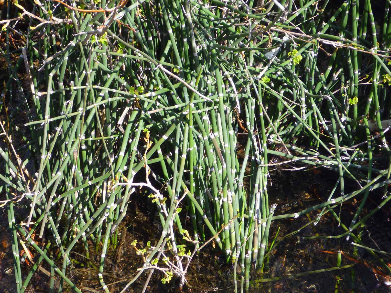 Trailing Ahead Kings Canyon Falls Waterfall Trail and North Kings Loop
