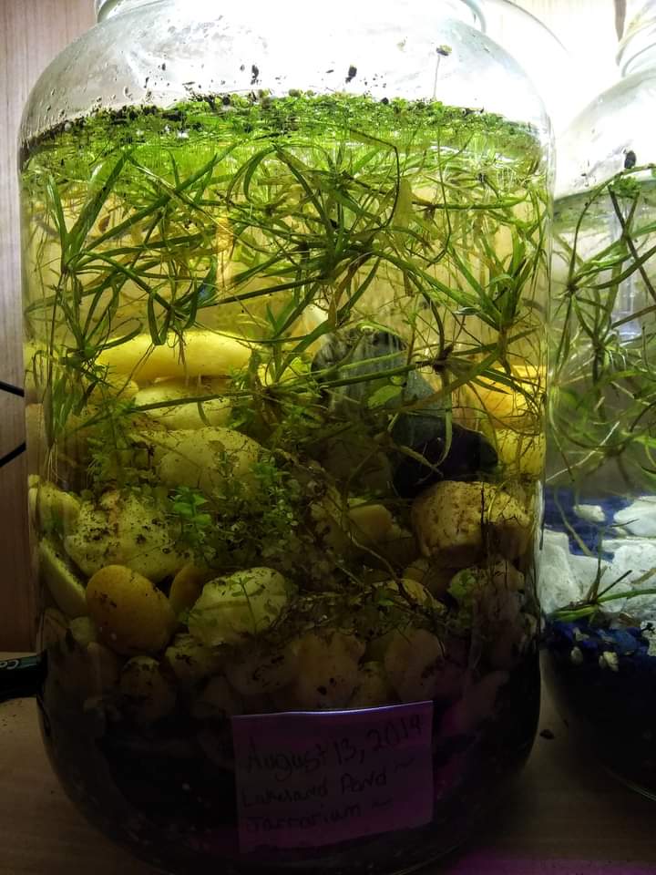 1 Gallon "Pond in a Jar" Aquariums