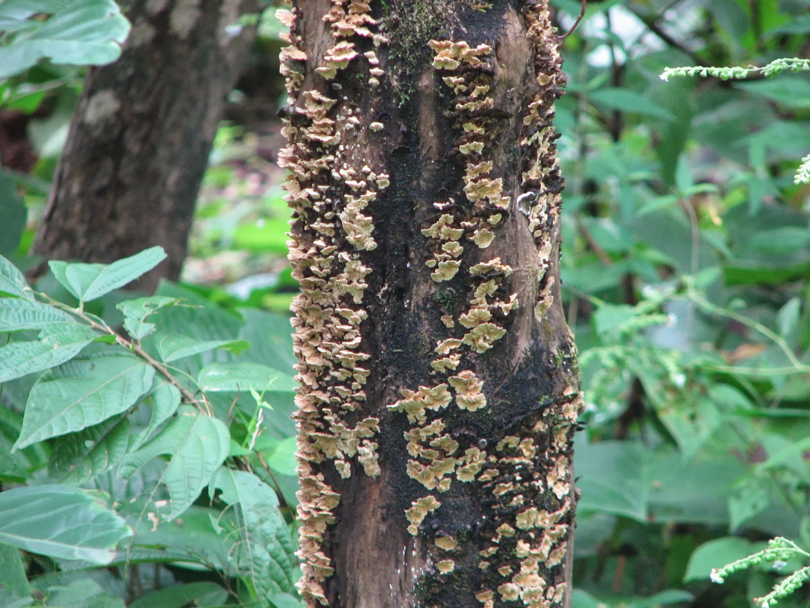 Termite Nests Termite Resistant Trees