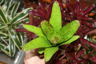 neoregelia pauciflora