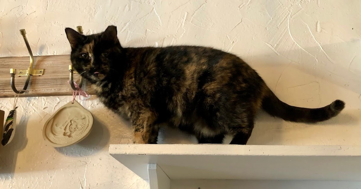 Eastside Cats Ferndale's Catfe' Lounge