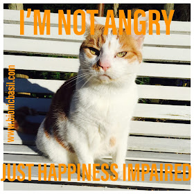 Angry Amber @BionicBasil® Bad Tempered Kitty - I'm Not Angry Just Happiness Impaired