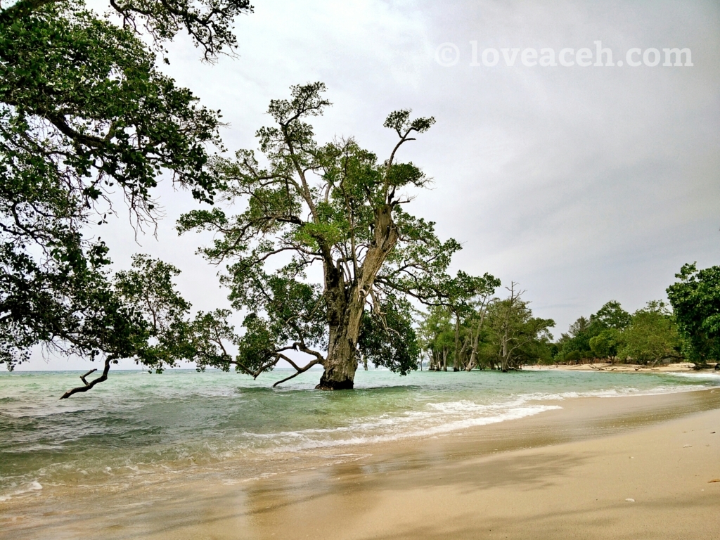 Foto: Indahnya Pantai Pasir Putih Lhok Mee Dan Pohon Geurumbang