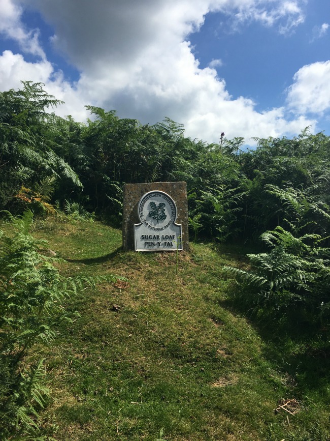 A Walk Up Sugar Loaf Teddy Bears And Cardigans